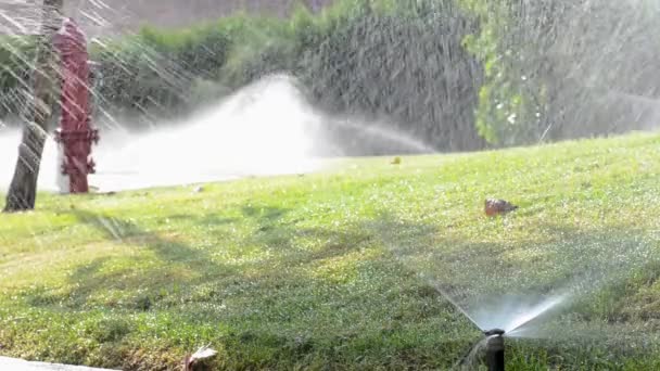 Automatiska sprinklersystem vattning gröna gräsmattan — Stockvideo