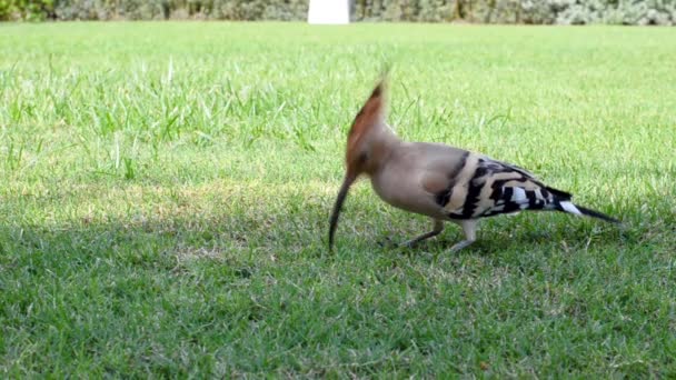 Burung hoopoe yang indah dan berwarna-warni sedang mencari makanan di halaman hijau — Stok Video