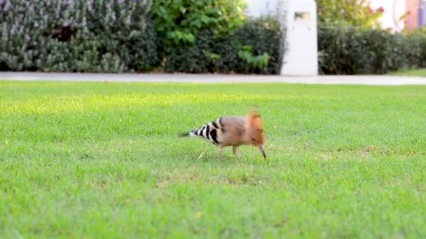 Capuz de pássaro bonito e colorido está à procura de comida em um gramado verde — Vídeo de Stock