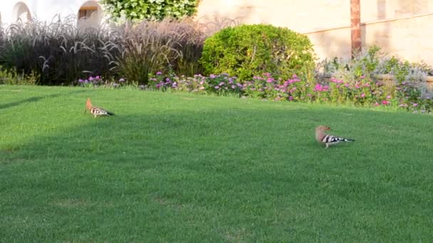 Schöner und bunter Vogel Wiedehopf sucht Nahrung auf einer grünen Wiese — Stockvideo