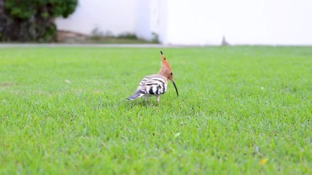 美丽多彩的小鸟 hoopoe 在绿色草坪上寻找食物 — 图库视频影像