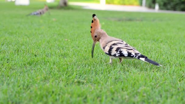 Belle et colorée hoopoe oiseau est à la recherche de nourriture sur une pelouse verte — Video
