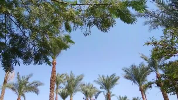 Palm trees with clear summer skies — Stock Video