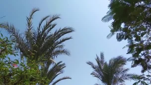 Pohon palem dengan langit musim panas yang jelas — Stok Video