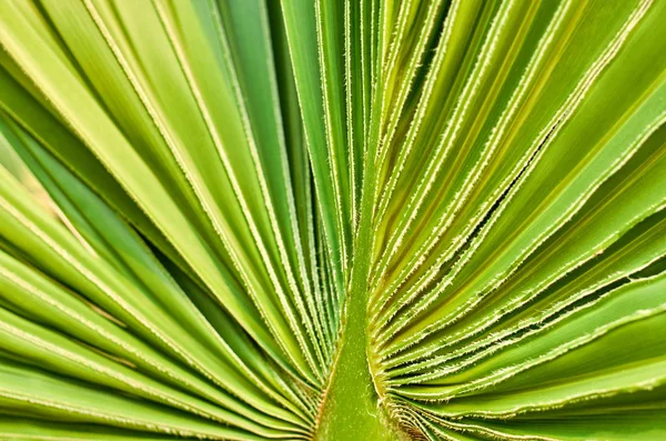 Foto Macro Uma Folha Palma Fundo Textura Geométrica — Fotografia de Stock