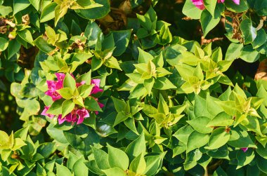 Makro fotoğraf yeşil yaprakları, doku doğa ve arka plan.
