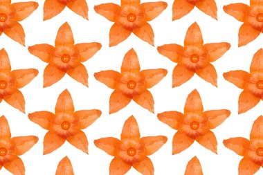 Physalis çiçek desen arka plan fotoğrafı kapatın.