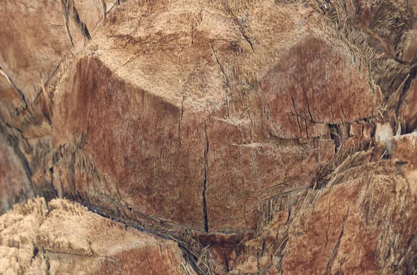 棕色树皮 木纹理的宏观照片 — 图库照片