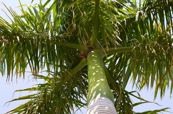 Rami Verdi Palme Contro Cielo Vista Dal Basso — Foto Stock