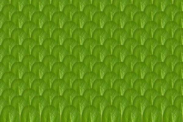 Close Verde Folhas Padrão Fundo Foto — Fotografia de Stock