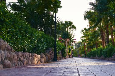 Park sokak taş döşemeleri, yeşil avuç içi ve çalılar yol boyunca döşeli.
