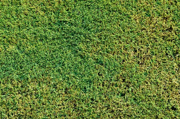 Weergave Van Een Veld Van Groen Gras Natuur Achtergrond — Stockfoto