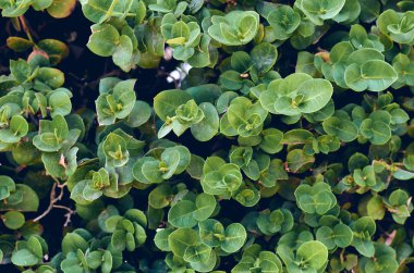 Makro fotoğraf yeşil yaprakları, doku doğa ve arka plan.