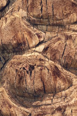 kahverengi ağaç kabuğu, ahşap doku makro fotoğraf.