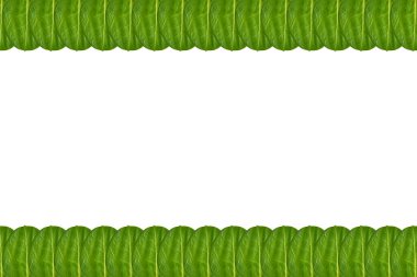 Yeşil yaprakları arka plan, çerçeve ve sınır, kopya alanı fotoğraf.