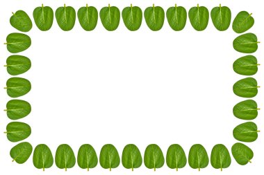 Yeşil yaprakları arka plan, çerçeve ve sınır, kopya alanı fotoğraf.