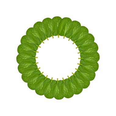 Yeşil yaprakları arka plan, çerçeve ve sınır, kopya alanı fotoğraf.