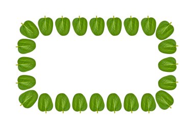 Yeşil yaprakları arka plan, çerçeve ve sınır, kopya alanı fotoğraf.