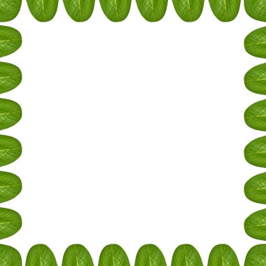 Yeşil yaprakları arka plan, çerçeve ve sınır, kopya alanı fotoğraf.
