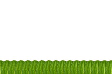 Yeşil yaprakları desen arka plan fotoğrafı kapatın.