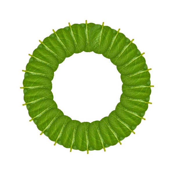 Yeşil yaprakları arka plan, çerçeve ve sınır, kopya alanı fotoğraf.