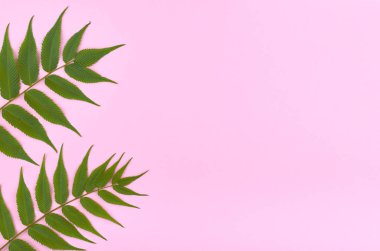 Kompozisyon bırakır. Doğa kavramı arka plan. Düz lay ve üst fotoğrafı görmek.