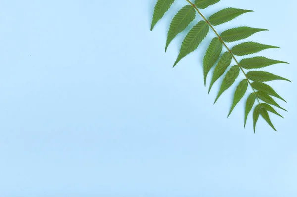 Leaves Composition Nature Concept Background Flat Lay Top View Photo — Stock Photo, Image