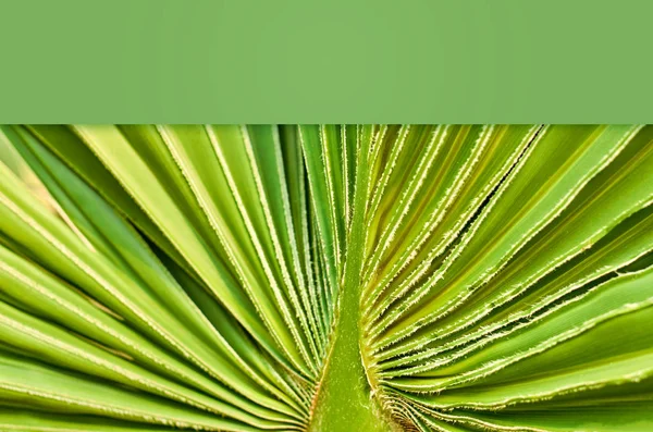 Makro Fotografii Palmový List Geometrické Textury Pozadí Kopie Prostoru Šablona — Stock fotografie