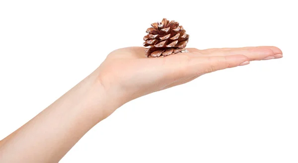 Hand with fir cones, decorations for holidays. — Stock Photo, Image