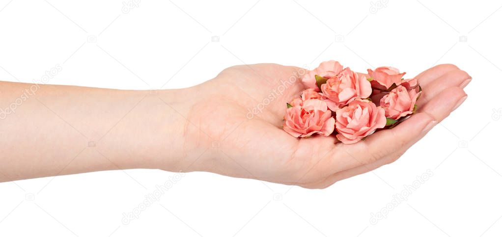 Hand with blooming pink flowers, decorative plant, romantic mood.