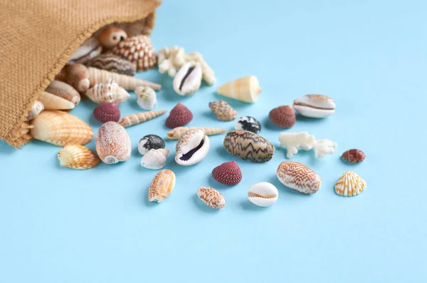 Idea de composición de vacaciones de verano, conchas marinas sobre fondo azul — Foto de Stock