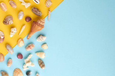 Yaz tatili kompozisyon fikri, mavi ve sarı arka plan üzerinde deniz kabukları