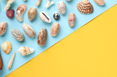 Yaz tatili kompozisyon fikri, mavi ve sarı arka plan üzerinde deniz kabukları