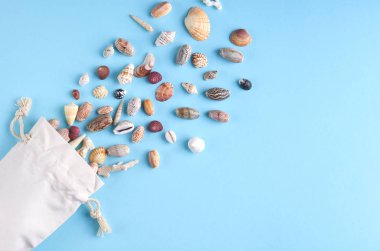 Yaz tatili kompozisyon fikri, mavi arka plan üzerinde deniz kabukları