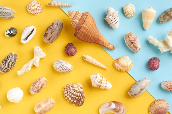 Idea de composición de vacaciones de verano, conchas marinas sobre fondo azul y amarillo — Foto de Stock