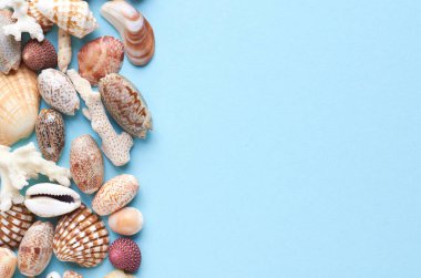Yaz tatili kompozisyon fikri, mavi arka plan üzerinde deniz kabukları