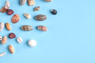 Yaz tatili kompozisyon fikri, mavi arka plan üzerinde deniz kabukları