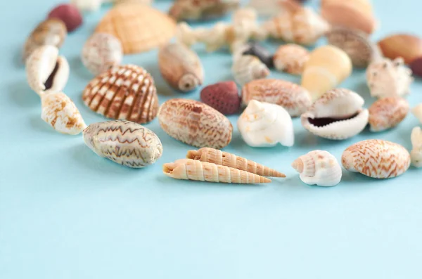 Idea de composición de vacaciones de verano, conchas marinas sobre fondo azul — Foto de Stock