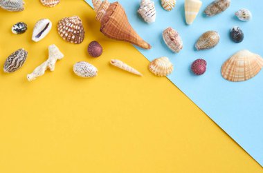 Yaz tatili kompozisyon fikri, mavi ve sarı arka plan üzerinde deniz kabukları