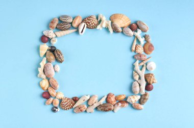 Yaz tatili kompozisyon fikri, mavi arka plan üzerinde deniz kabukları