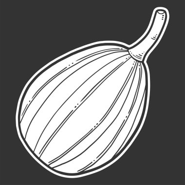 Taze çiğ kabak. Doodle ve kroki tarzında vektör konsepti.