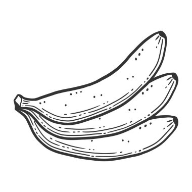 Organik tatlı muz. Doodle ve kroki tarzında vektör konsepti.