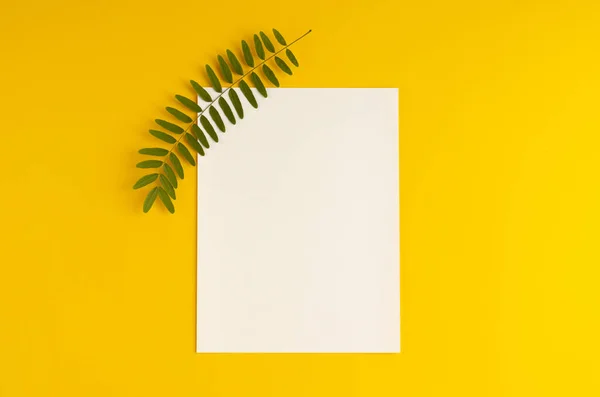 Green foliage, acacia branch and white paper composition on yellow background. — Stock Photo, Image