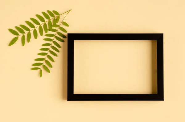 Green foliage, acacia branch and black wooden frame composition on beige background. — Stock Photo, Image