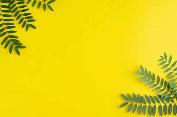Green foliage, acacia branch composition on yellow background. — Stock Photo, Image