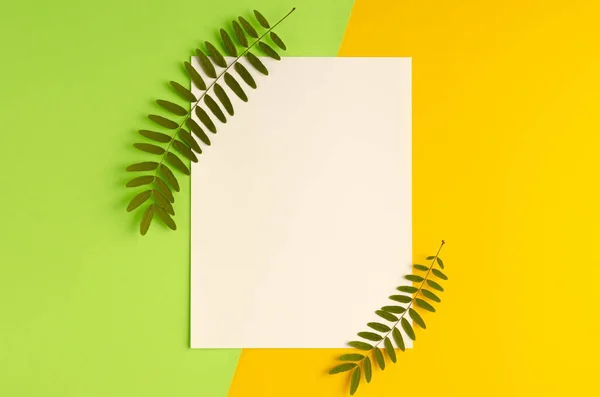 Green foliage, acacia branch and white paper composition on yellow background. — Stock Photo, Image