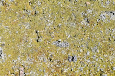 Sarı yosun desenli eski gri taş..