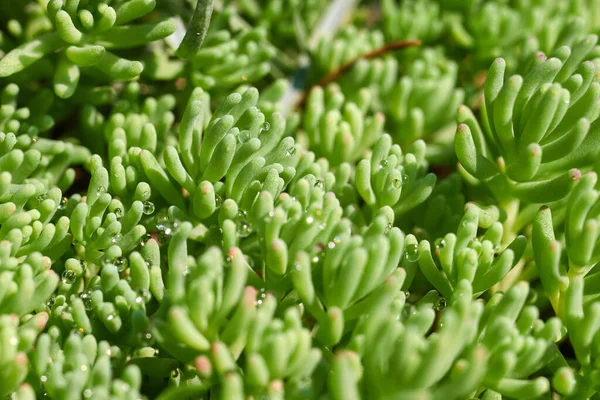 Çiyli yeşil çimen, makro görüntü. Yaprak arkaplanı.