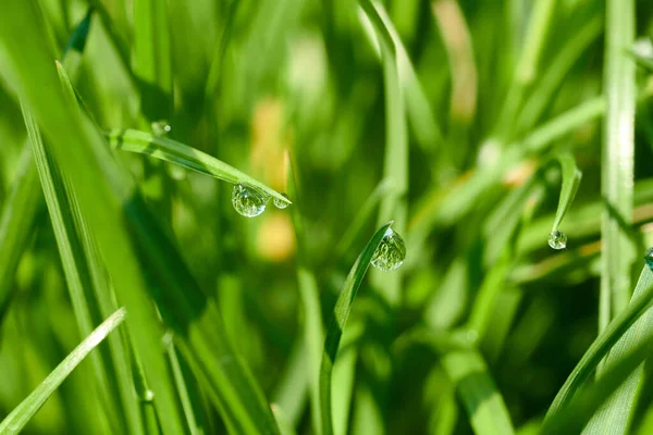 Çiyli yeşil çimen, makro görüntü. Yaprak arkaplanı.