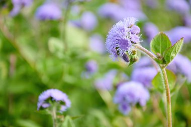 Makro çiçek fotoğrafı, çiçekleri kapat, bulanık bokeh.